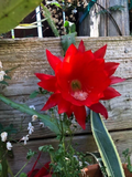 Red Epiphyllum ackermannii Orchid Cactus Cuttings – 3 Unrooted Stems, 5–8 Inches, Tropical Epiphytic Cactus, Red Flowers