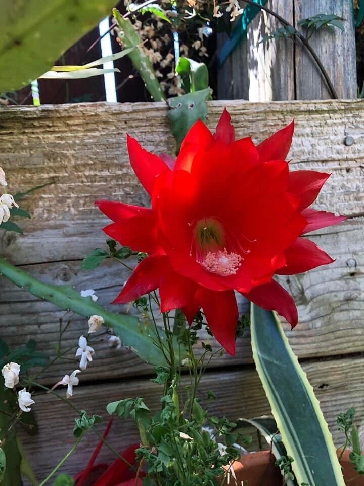 Red Epiphyllum ackermannii Orchid Cactus Cuttings – 3 Unrooted Stems, 5–8 Inches, Tropical Epiphytic Cactus, Red Flowers