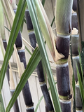 Rooted Sugarcane Cuttings Pack – Saccharum officinarum Dark Green Perennial Grass for Garden or Container Planting