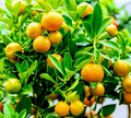 Calamondin Orange Tree – Live Citrus Microcarpa for Patio or Garden – Fruiting Calamansi Plant