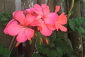 Orange Pink Zonal Geranium Live Plants – 4 Starter Cuttings 6 Inch, Pelargonium Hortorum