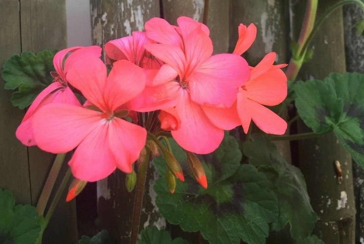 Orange Pink Zonal Geranium Live Plants – 4 Starter Cuttings 6 Inch, Pelargonium Hortorum
