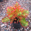 Crassula Capitella ‘Campfire’ Succulent Cuttings – 3 Unrooted Red Green Propagation Plants