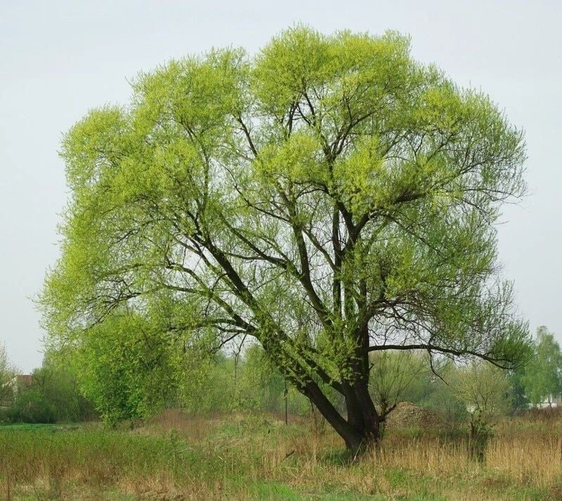 Black Willow Tree Cuttings – 5 Salix nigra Native Fast-Growing Propagation Starter for Landscaping and Water Edges