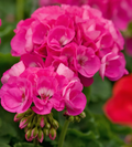 Double Pink Geranium Cuttings – 4 Unrooted Pelargonium Stem Propagation for Large 5-Inch Blooms