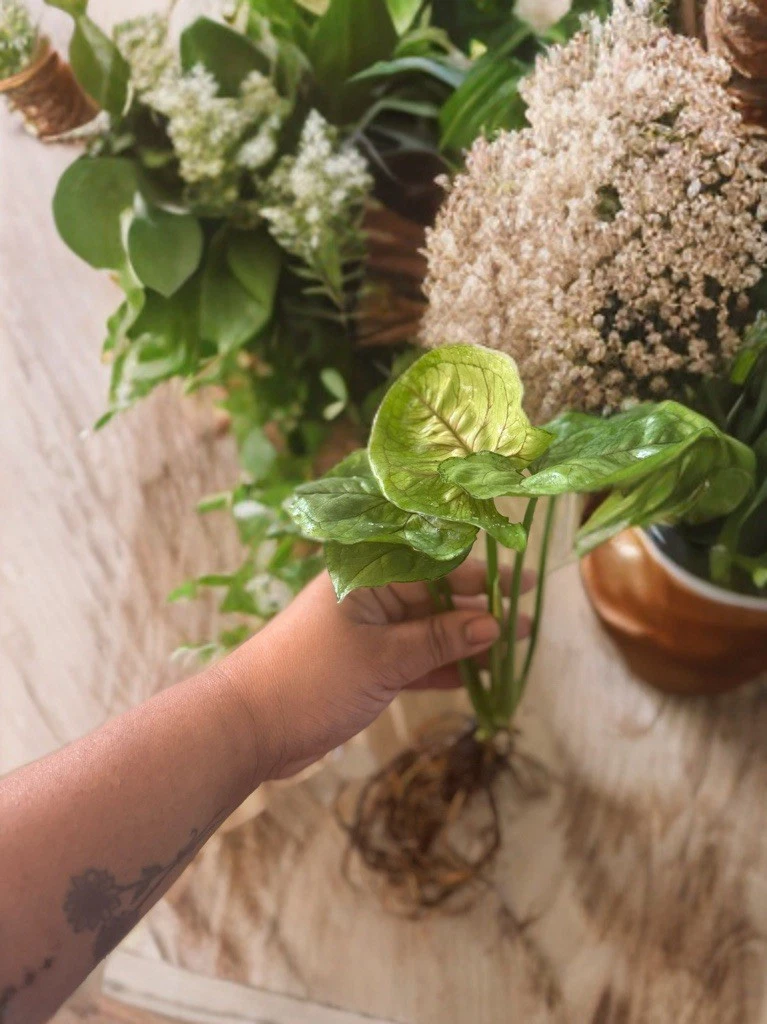 Syngonium ‘Berry Allusion’ Rooted Leaf Cutting – Pink-Tinted Arrowhead Vine Indoor Houseplant