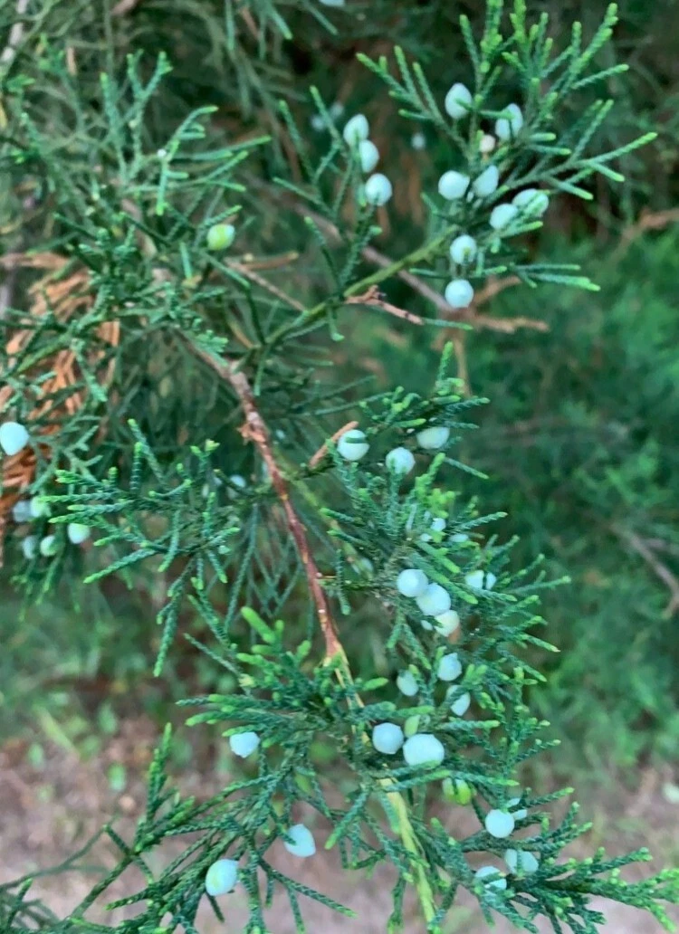 Eastern Red Cedar Cuttings 6-8 Inches for Rooting, Crafts & Decor | Juniperus virginiana Fresh Unrooted Branches