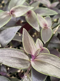 Tradescantia Dark Desire Rooted Cuttings – 2 Live Wandering Dude Plants, Rare Purple Foliage, Tradescantia Jose Puig Indoor Houseplant