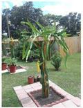 18” Dragon Fruit Cactus Plant with Pot – Hylocereus undatus Pitaya, Self-Pollinating Live Cactus