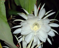 Epiphyllum Oxypetalum Orchid Cactus Cuttings - 4 Unrooted 6 Inch Pieces - Queen of the Night