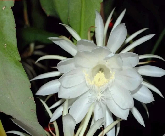 Epiphyllum Oxypetalum Orchid Cactus Cuttings - 4 Unrooted 6 Inch Pieces - Queen of the Night