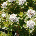 Yeddo Hawthorn Cuttings – 5 Unrooted Crataegus pinnatifida Cuttings for Rooting or Grafting