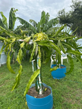 La Verne Red Dragon Fruit Cutting – 12"+ Live Hylocereus Stem for Warm Climates, Florida Grown Pitahaya, Climbing Cactus, Edible Landscape