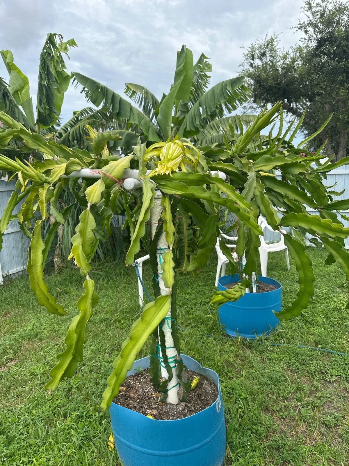 La Verne Red Dragon Fruit Cutting – 12"+ Live Hylocereus Stem for Warm Climates, Florida Grown Pitahaya, Climbing Cactus, Edible Landscape