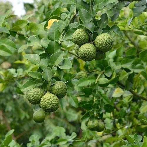 Kaffir Lime Tree Live Plant – 16–24 Inches Tall Citrus hystrix Fruiting Evergreen Citrus