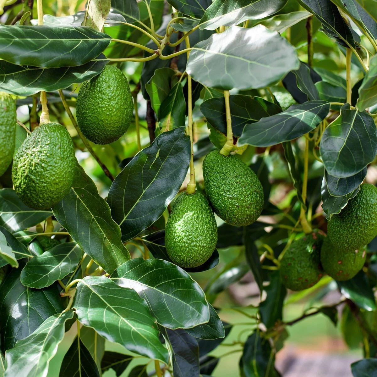 Bacon Avocado Tree Cuttings, Grafting Scions, Persea americana ‘Bacon’, 2 PCS for Propagation