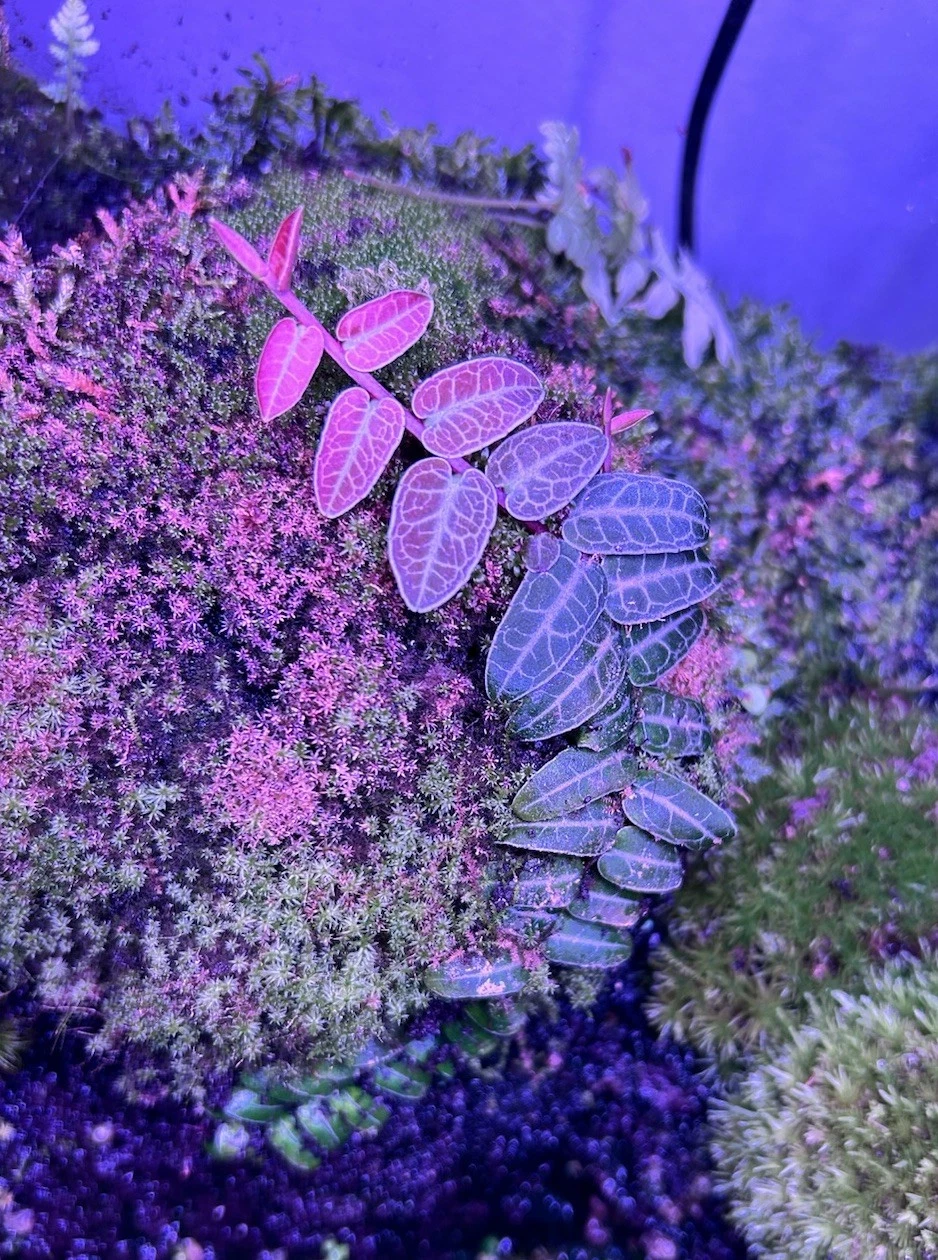 Marcgravia umbellata ‘Red’ Cutting – Rare Terrarium Vine, Dart Frog Safe Climber