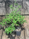 Euphorbia mahabokensis Live Plant – Seed Grown Ornamental Succulent for Indoor & Outdoor Gardens
