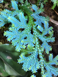 Rainbow Spikemoss Cutting - Selaginella uncinata Blue Green Foliage for Terrariums and Indoor Plants