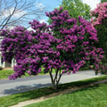 Crape Myrtle Cuttings – 7 Fresh Unrooted Stems for Propagation – Lagerstroemia spp. for Landscaping and Garden Use