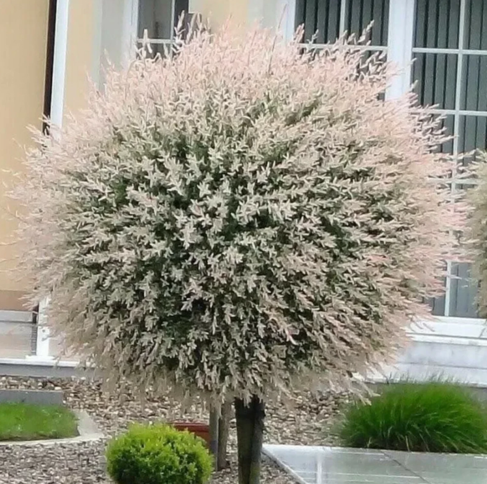 Dappled Willow Cuttings – 6 Fresh Hakuro Nishiki Branches for Rooting, Variegated Pink White Green Foliage, Salix integra