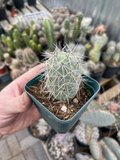 Tephrocactus alexanderii Rooted Bare Root Cactus XL Single Segment