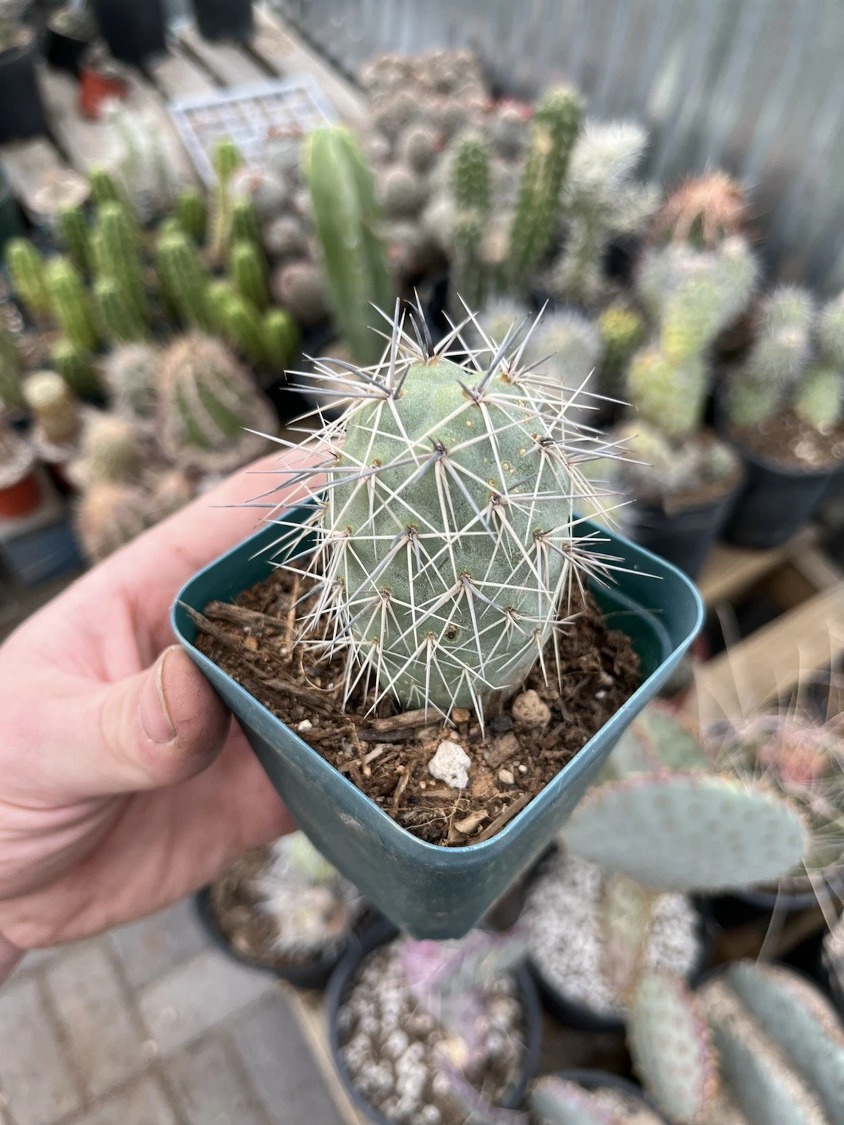 Tephrocactus alexanderii Rooted Bare Root Cactus XL Single Segment