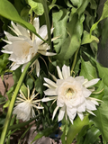 Queen of the Night Orchid Cactus Cutting 6–12 Inches Epiphyllum oxypetalum Unrooted Propagation Planting