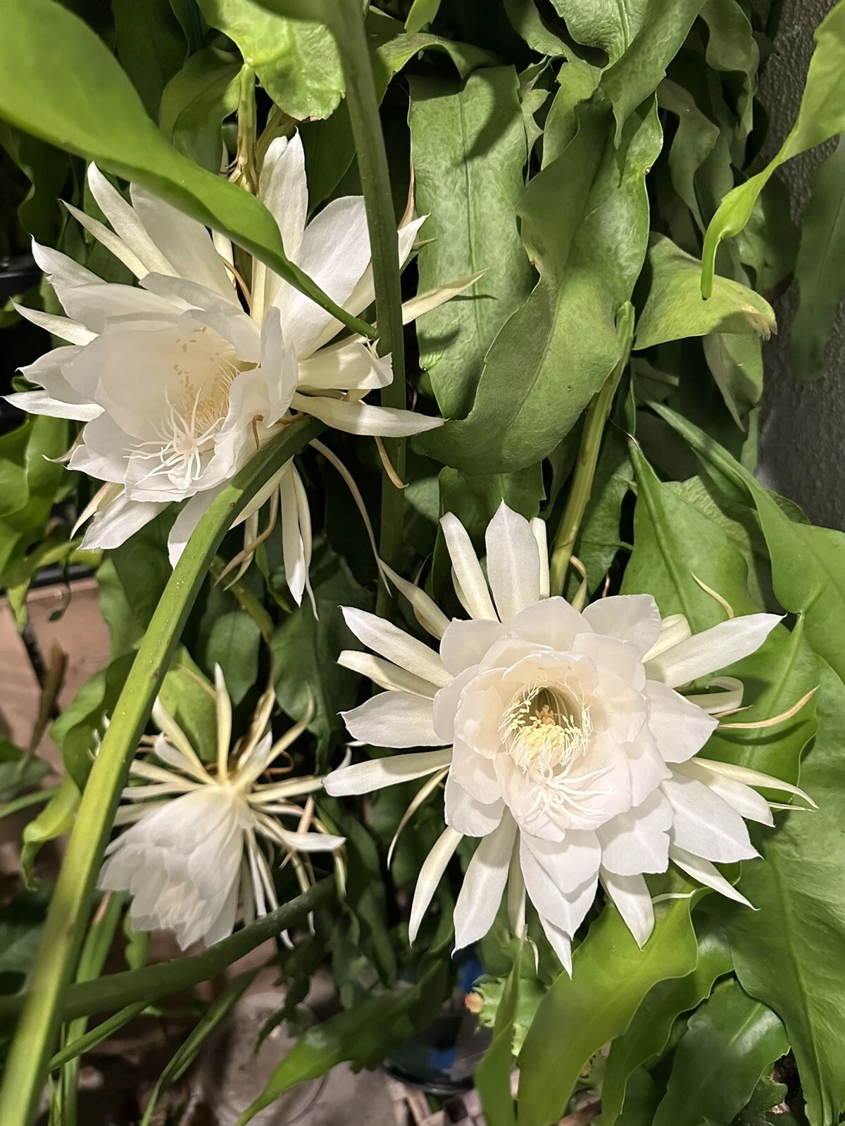 Queen of the Night Orchid Cactus Cutting 6–12 Inches Epiphyllum oxypetalum Unrooted Propagation Planting