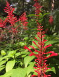 Unrooted Firespike Cuttings - Odontonema strictum, Tropical Ornamental Plant, Red & Purple Flower Spikes, Garden & Container Use