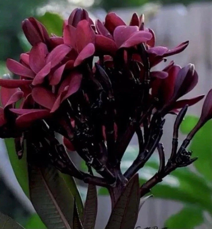 Scott Pratt Plumeria Cuttings – 6 Live 12-Inch Plumeria rubra Two-Tip Propagation Cuttings