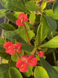 Euphorbia Milii Crown of Thorns - Red Flowering Succulent Cactus Plant
