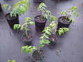 Muntingia Calabura Strawberry Tree - 10 Live Starter Plants - Fast-Growing Tropical Fruit Tree