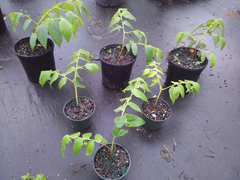 Muntingia Calabura Strawberry Tree - 10 Live Starter Plants - Fast-Growing Tropical Fruit Tree