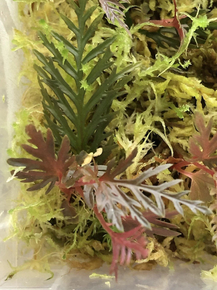 Fern Leaf Begonia Bipinnatifida Live Plant Cutting – Tropical Foliage, Indoor Plant, Rooted Begonia bipinnatifida