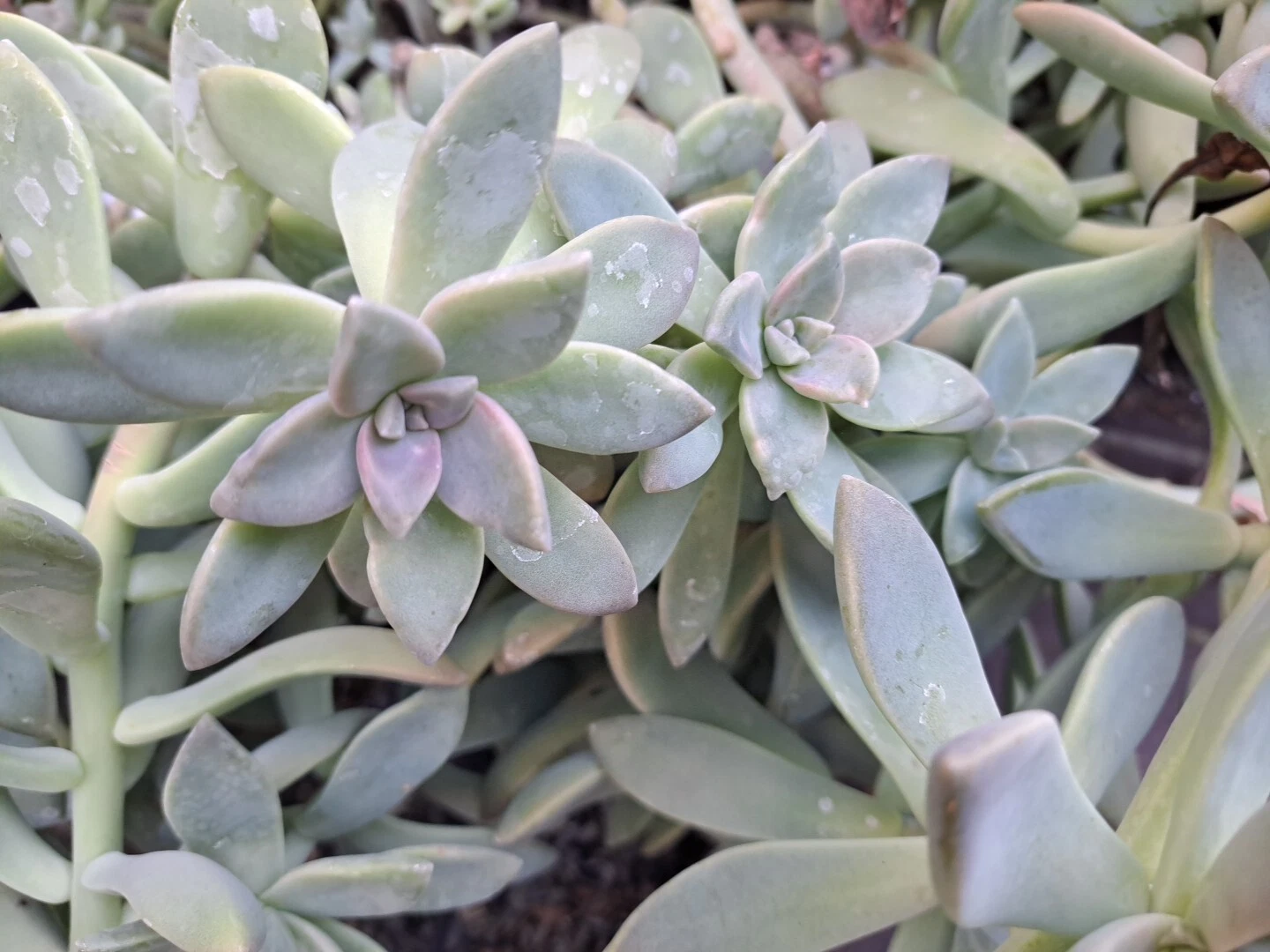 Graptopetalum paraguayense Ghost Plant Succulent – 3 Unrooted Cuttings, Rosette, Pale Green to Silvery Gray, Live Propagation Starter