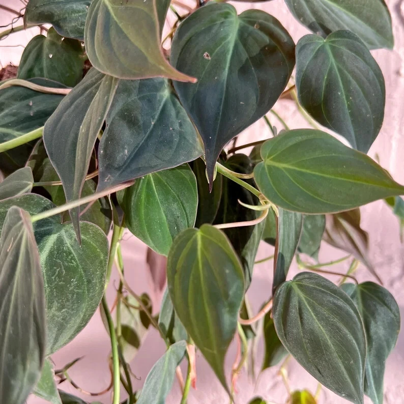 Philodendron micans Cutting – Unrooted Velvet Leaf Propagation Plant for Indoor Houseplant