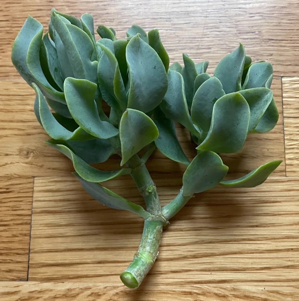 Ripple Wavy Jade Plant – Crassula Undulatifolia Live Succulent, Rooted or Unrooted