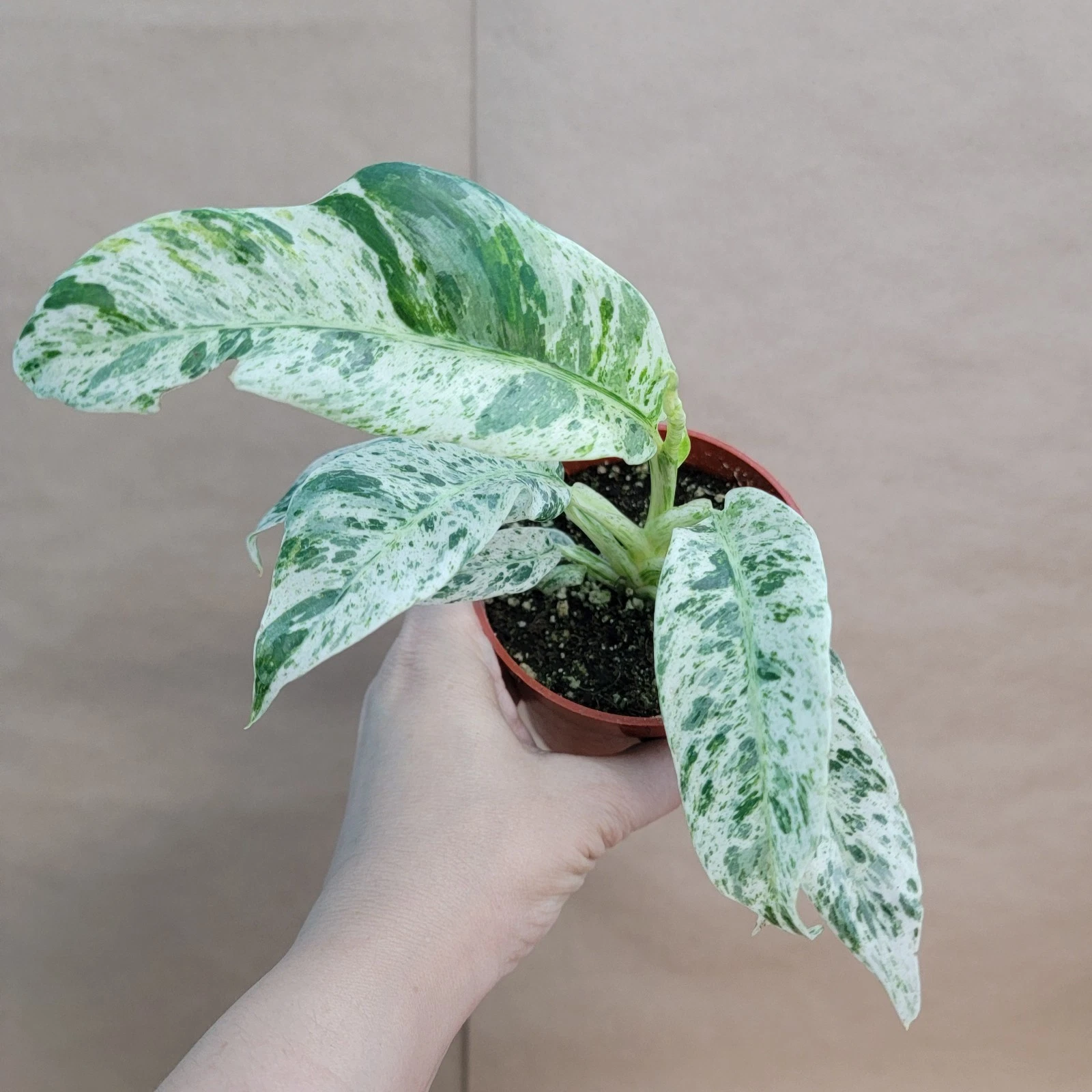 Marble Variegated Pothos – Rare Epipremnum in 4" Pot | White-Green Variegated Houseplant