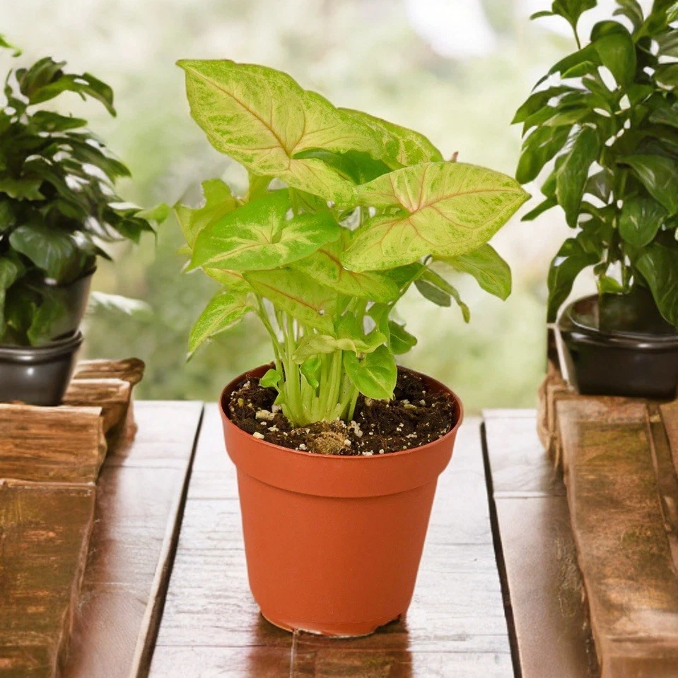 Syngonium ‘Berry Allusion’ Rooted Leaf Cutting – Pink Green Arrowhead Vine Indoor Houseplant