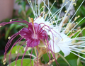 Jamaican Caper Seeds – Capparis cynophallophora – Florida Native Plant for Planting, Ornamental Shrub, Small Tree, 10 Seeds