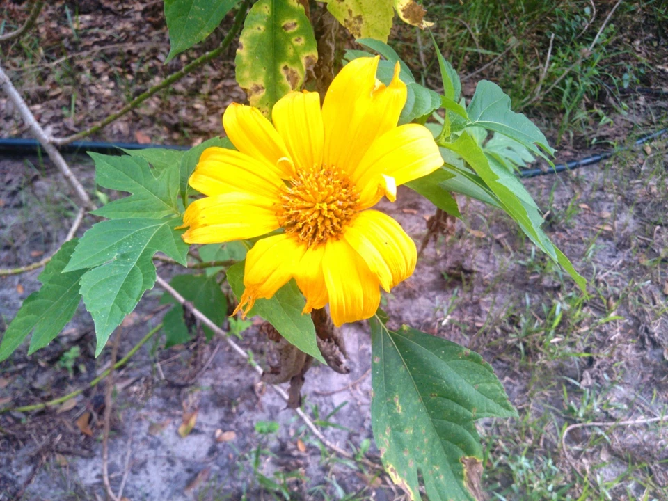 Mexican Tree Sunflower - 5 Tithonia diversifolia Cuttings for Pollinator Gardens