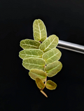 Marcgravia sp. Brown Ecuador – 10-Leaf Cutting – Climbing Terrarium Vine for Vivarium