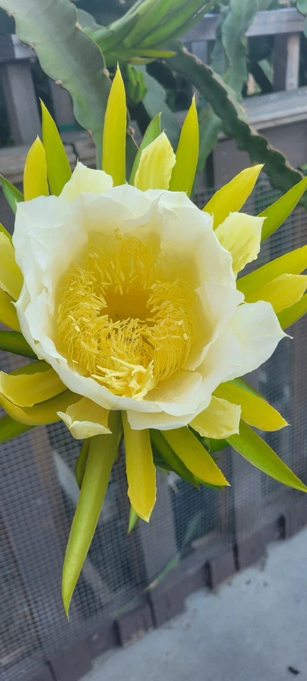 Maria Rosa Dragon Fruit Cuttings – Unrooted Mature Hylocereus spp. Climbing Cactus for Propagation