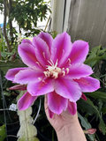 Epiphyllum Orchid Cactus Cuttings – 2 Purple Oxypetalum Night Blooming Stems for Rooting, Epiphyllum oxypetalum, Epiphytic cactus