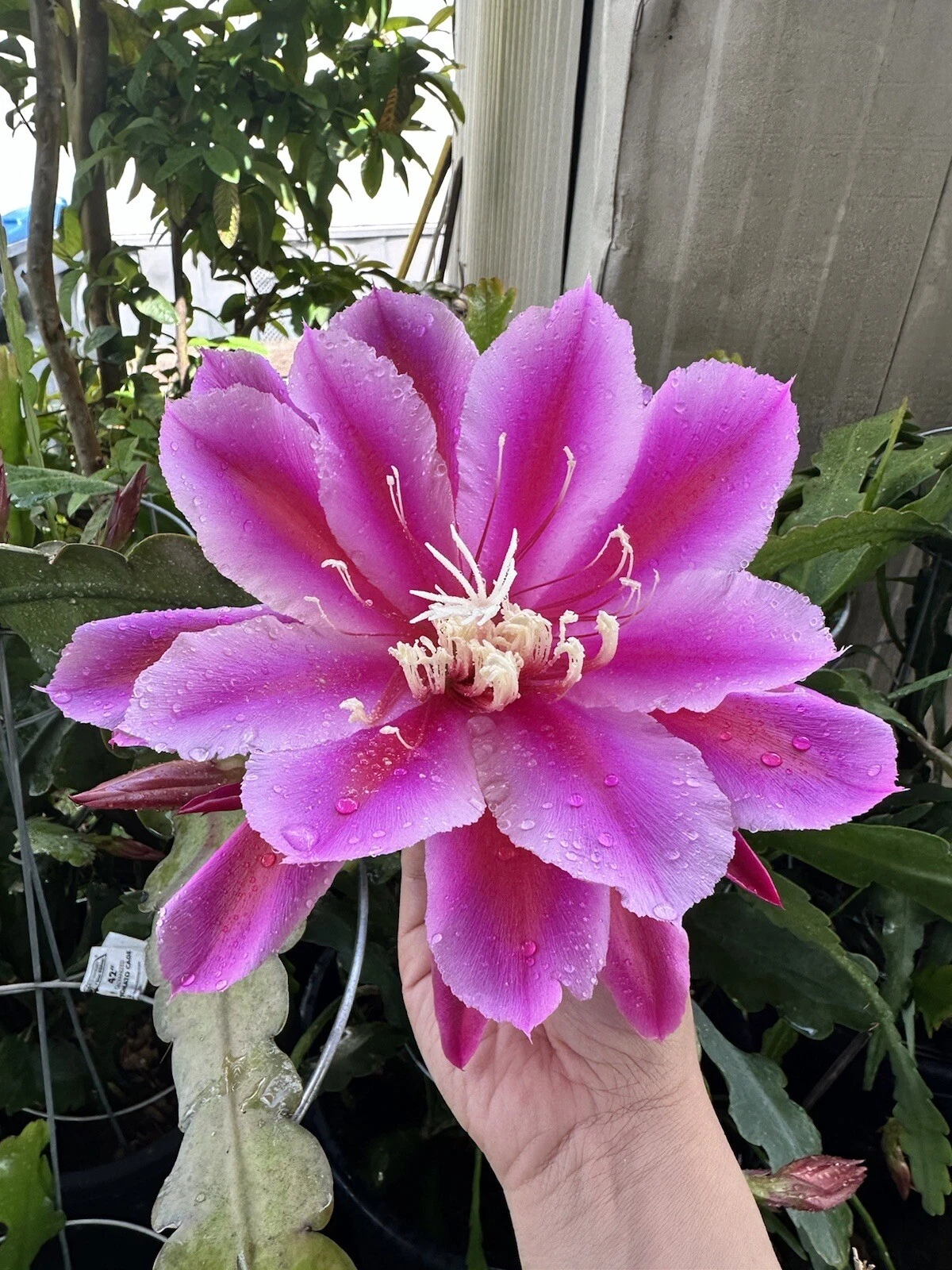 Epiphyllum Orchid Cactus Cuttings – 2 Purple Oxypetalum Night Blooming Stems for Rooting, Epiphyllum oxypetalum, Epiphytic cactus