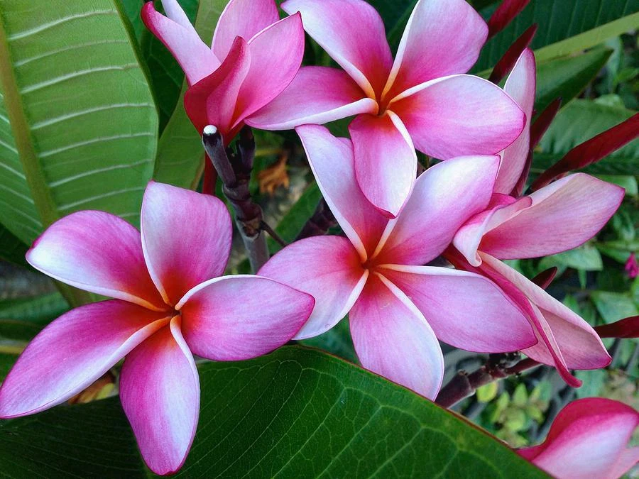 Pink Plumeria Cuttings – 2 Live Hawaiian Frangipani Plantings, 8-Inch Tropical Flowering Plants for Garden or Container