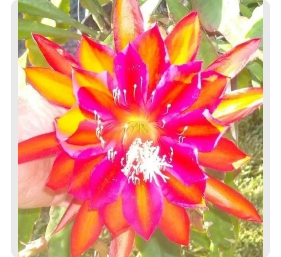 Epiphyllum Cuttings – 5 Premium Orchid Cactus Stem Varieties for Indoor & Hanging Gardens