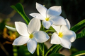 Plumeria Pudica Cuttings – 2 White Butterfly Plumeria Stemlets for Rooting, Live Flowering Starter, Tropical Garden, Patio Container