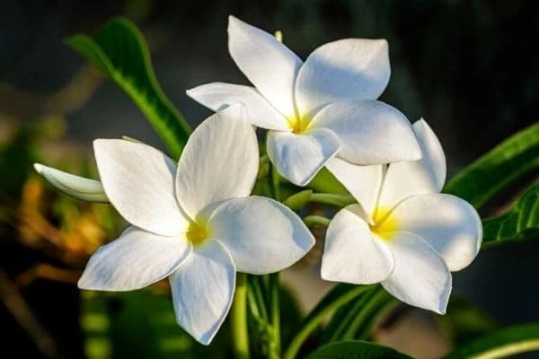 Plumeria Pudica Cuttings – 2 White Butterfly Plumeria Stemlets for Rooting, Live Flowering Starter, Tropical Garden, Patio Container